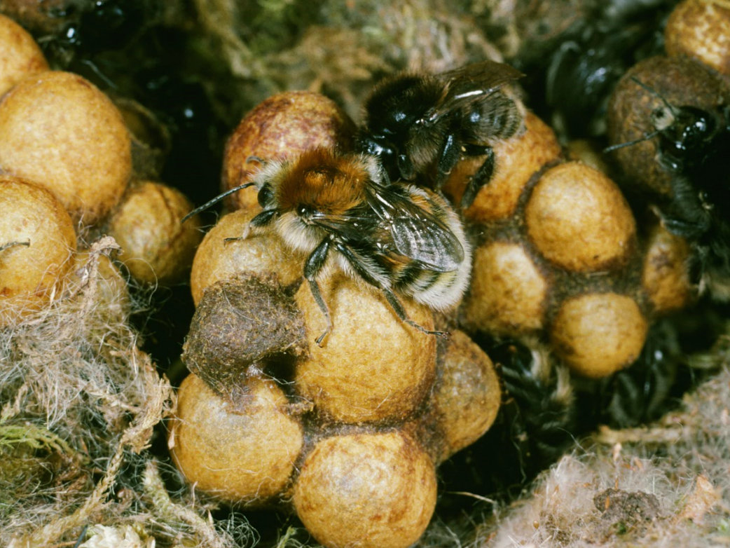 Hummeln Deutschland summt!